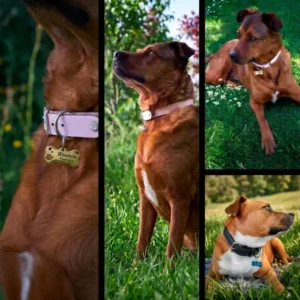 Mise en scène de médaillons personnalisés en forme d'os pour chien par LTBZ Création. À gauche, gros plan sur le médaillon doré gravé au nom de Naomie fixé sur un collier rose. Au centre et en haut à droite, le chien Naomie pose dans l'herbe. En bas à droite, un autre chien (Camilia) allongé dans l'herbe porte un médaillon bleu gravé.