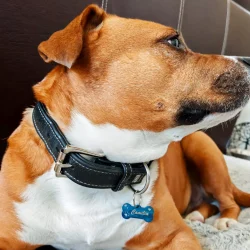 médaille os pour chien inox bleu personnalisable